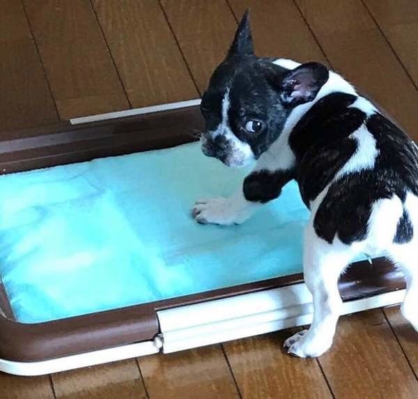 フレンチ・ブルドッグ