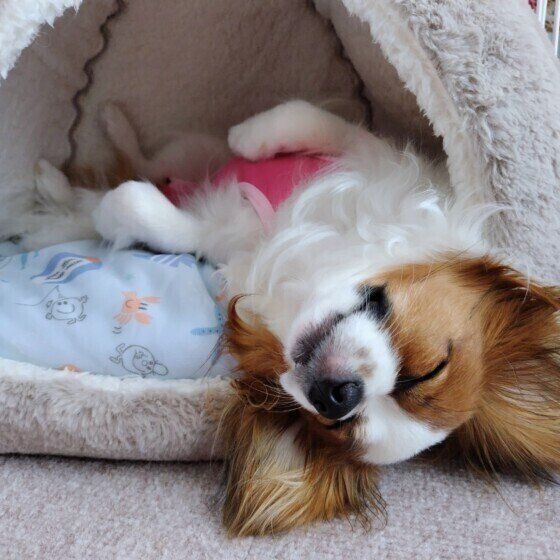 ヘソ天で寝るパピヨン