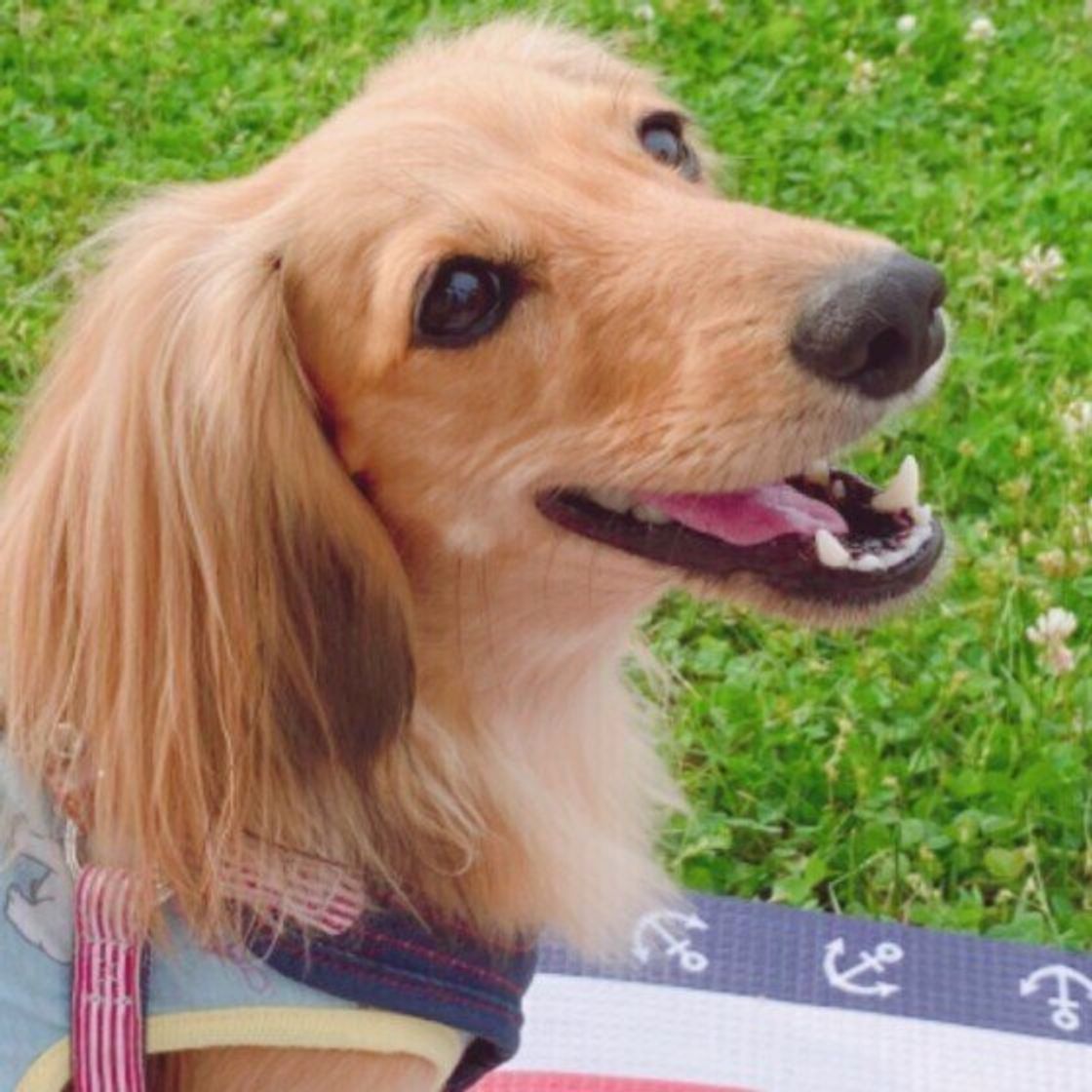 殺虫剤 を犬がなめないように注意 殺虫剤と犬への影響について獣医師解説 いぬのきもちweb Magazine 殺虫剤 を犬がなめないように注意 殺虫剤と犬への影響について獣医師解説 いぬのきもちweb Magazine