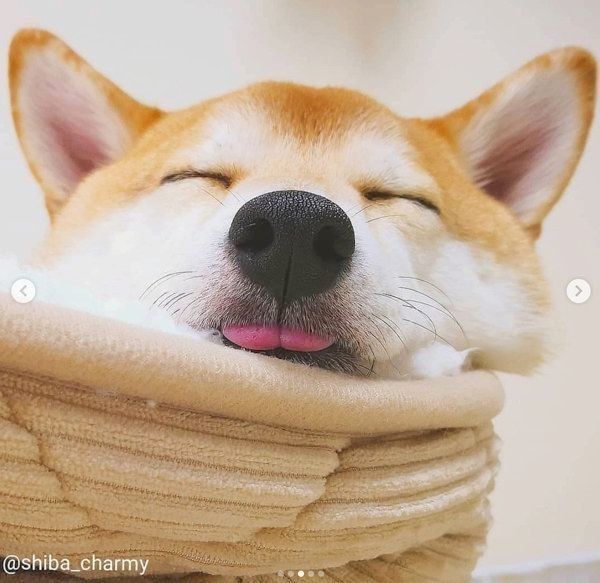 舌を出して眠るチャーミーちゃん