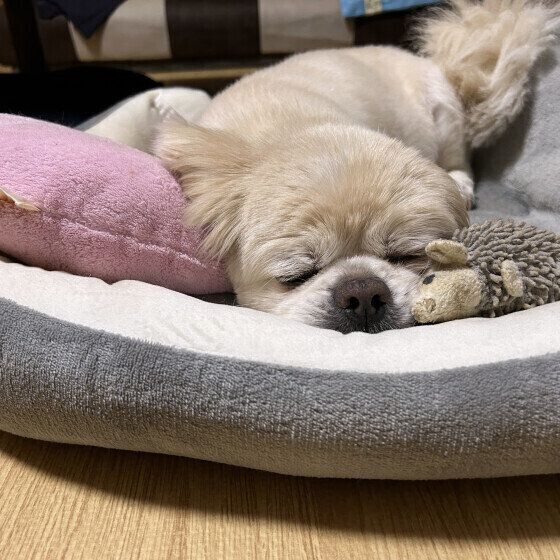 チベタン・スパニエルのチベくん♪