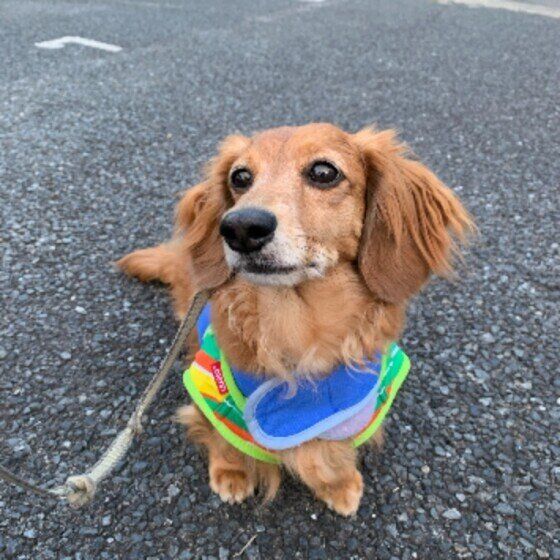 ミニチュア・ダックスフンドのうなちゃん♪