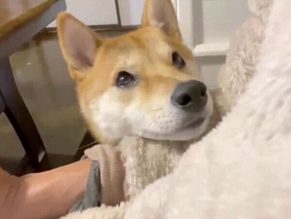 飼い主さんを見つめるりんご郎くん