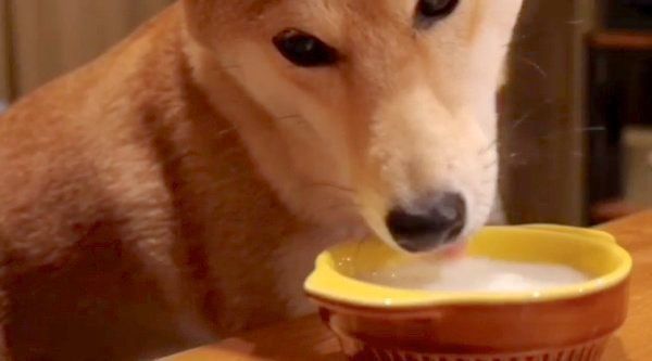 柴犬のぷんちゃん