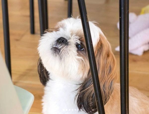 女の子を見つめるシー・ズー