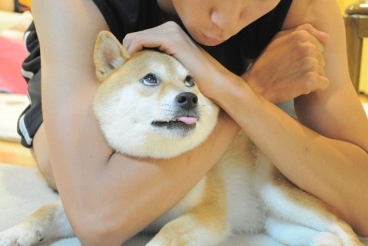 甘え方を知らなった柴犬かぼすちゃん 家族になって甘えんぼさんになるまで いぬのきもちweb Magazine 甘え方を知らなった柴犬かぼすちゃん 家族になって甘えんぼさんになるまで いぬのきもちweb Magazine
