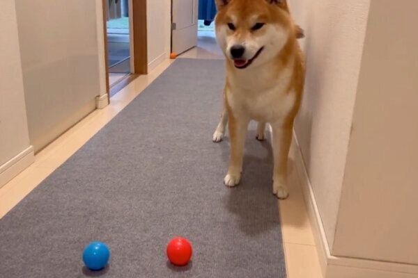 ボールを選ぶこむぎくん