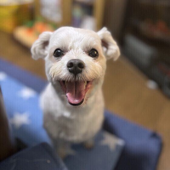 犬の長生きのために必要なこと 愛犬のためにサポートできることは？ いぬのきもち