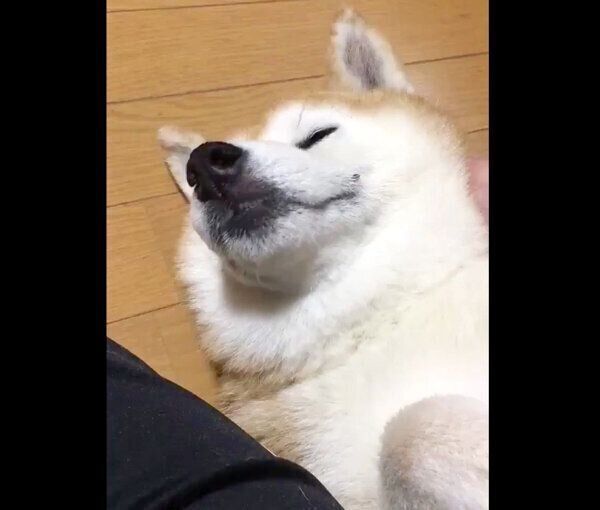 ナデナデされるロペさん