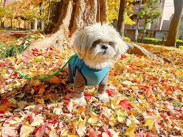 シーズー犬マンガてんぽshihtzu