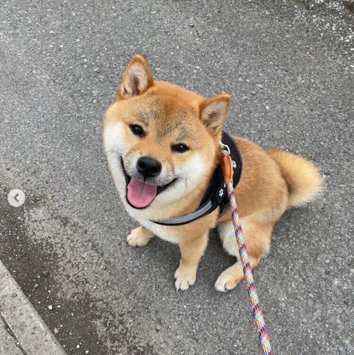 散歩の途中で笑顔を見せるくま丸くん
