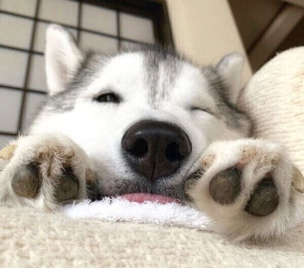 くつろぐいろはちゃん