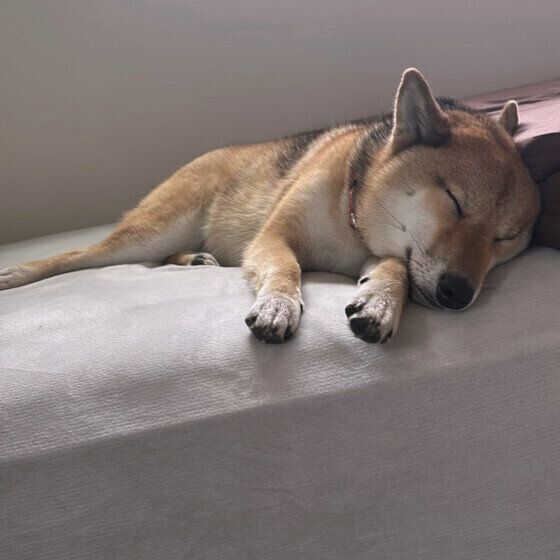 ベル 柴 私のベッドで