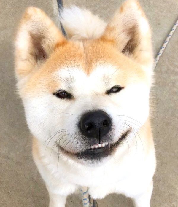 ニヒルな笑みを浮かべる秋田犬