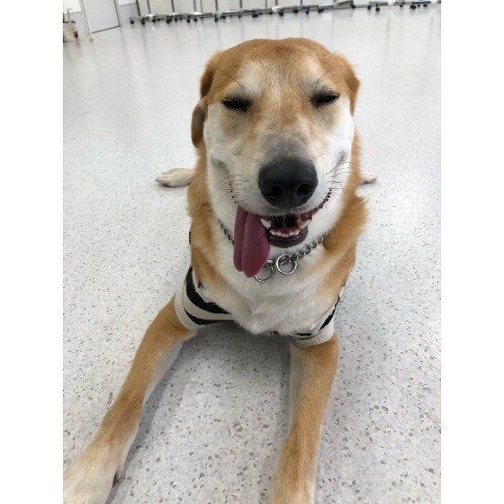 幸せそうな表情のわんちゃん