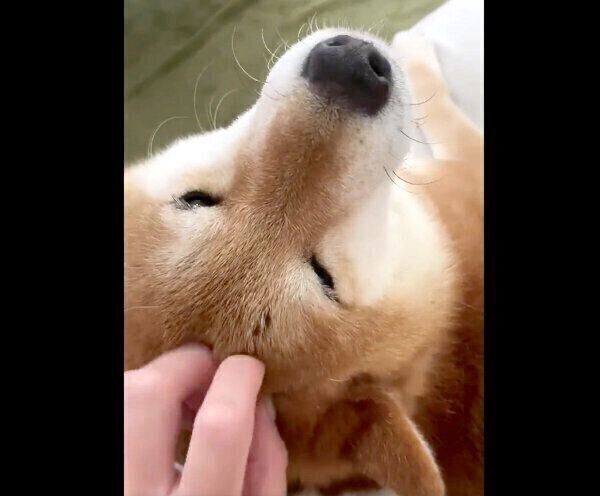 撫でてアピールが可愛いぽてとくん