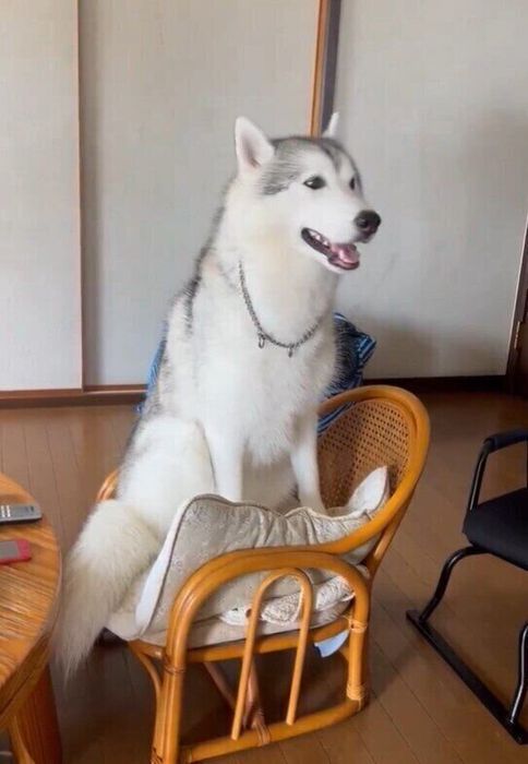 おばあちゃんのイスにのるむっくくん