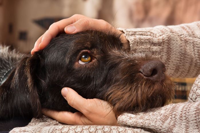 犬をかわいがること所有者の手