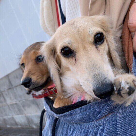 小型犬でも散歩は必要!お散歩不足の犬にはどんなリスクがある? いぬのきもち