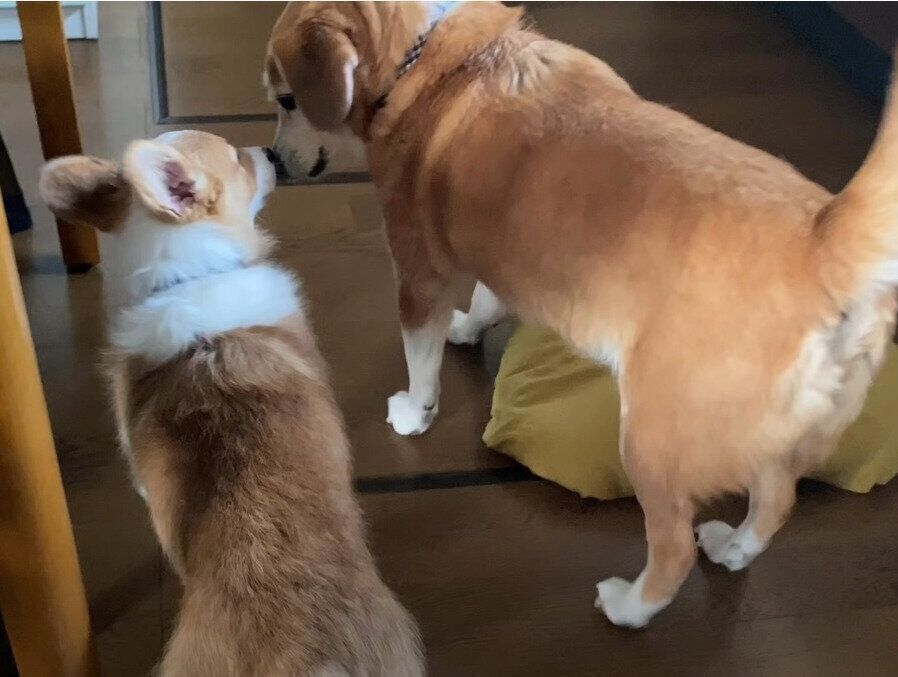 先輩犬とふたり