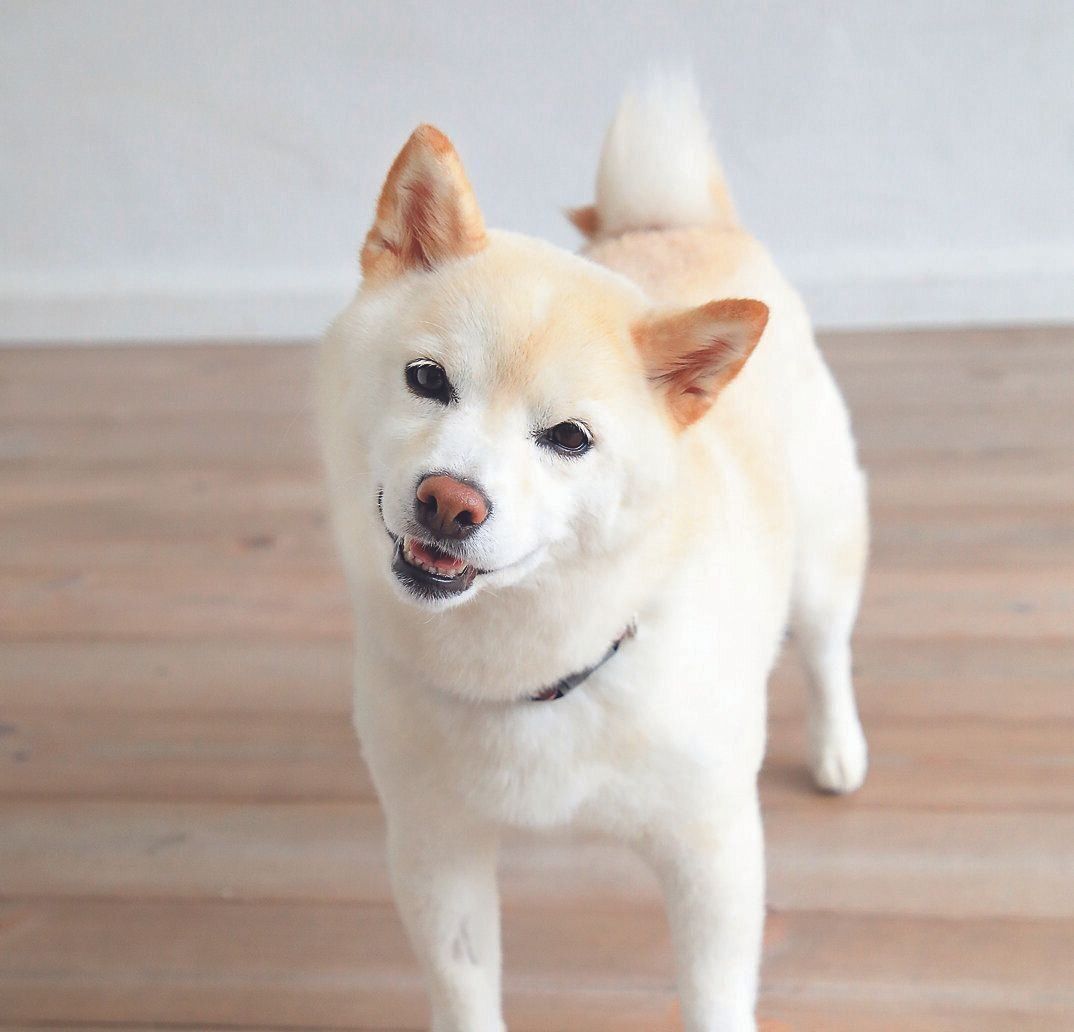 首が動くのは音の聞きとりに役立っている？　いない？