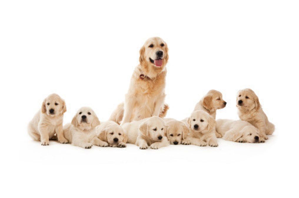 獣医師監修 犬の妊娠の兆候や期間 犬種別の違いや注意点も いぬのきもちweb Magazine 獣医師監修 犬の妊娠の兆候や期間 犬種別の違いや注意点も いぬのきもちweb Magazine