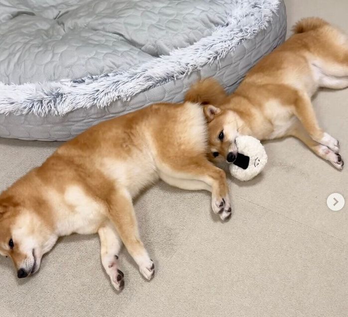 はなちゃんのおしりに頭をくっつけるまるちゃん