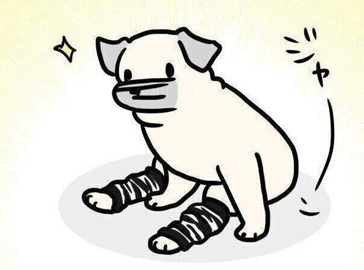 犬用レッグウォーマーが妙に似合うシニア犬 連載 パグ犬 めー Vol 142 いぬのきもちweb Magazine 犬用レッグウォーマーが妙に似合うシニア犬 連載 パグ犬 めー Vol 142 いぬのきもちweb Magazine