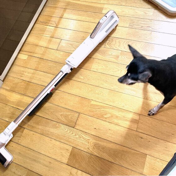 ミニチュア・ピンシャー　戦う気は満々