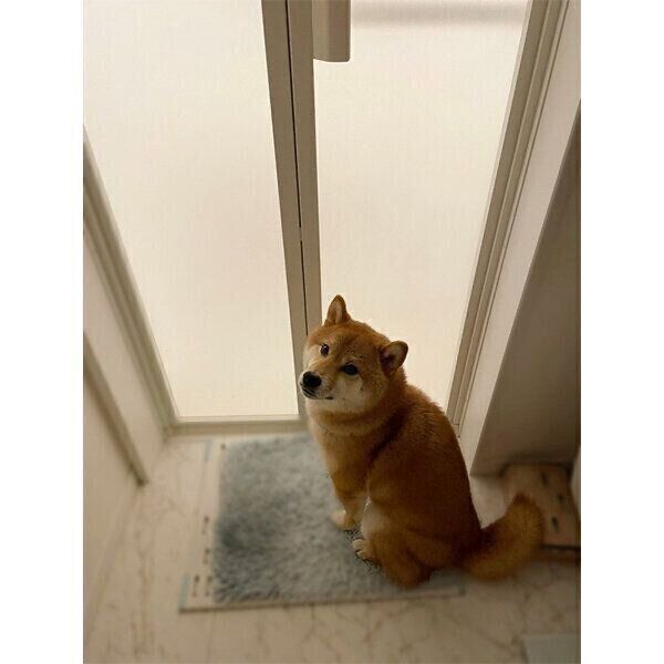 お風呂場のドアの前で待機するかぼすくん