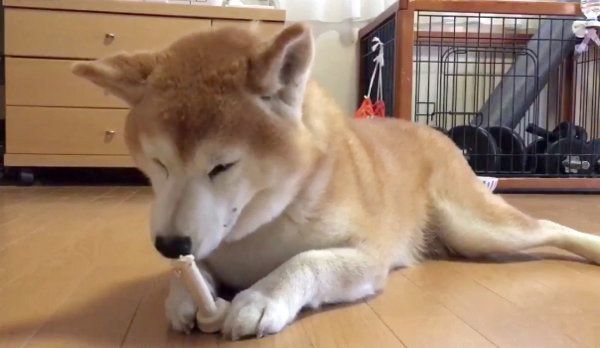 ほねっこを食べる柴犬・ロペさん