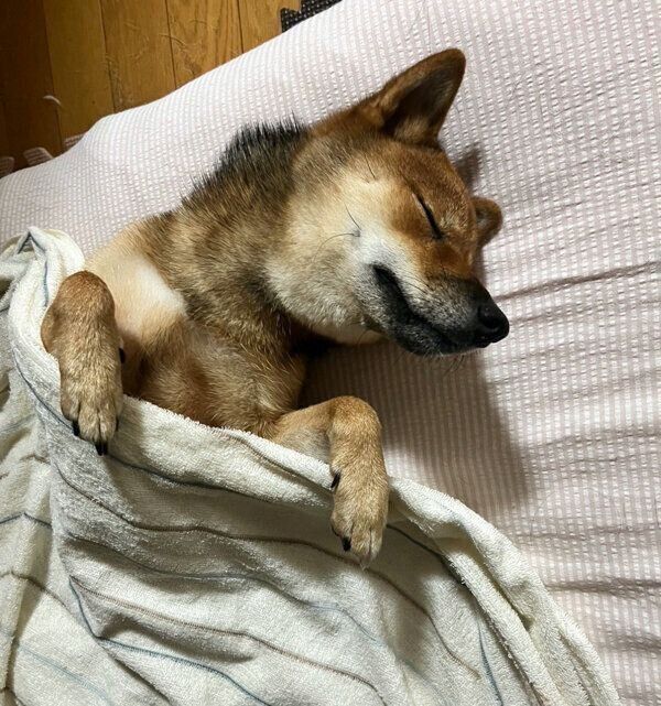 布団の上で眠るお嬢ちゃん