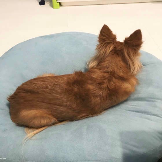 チワワのナッツちゃん