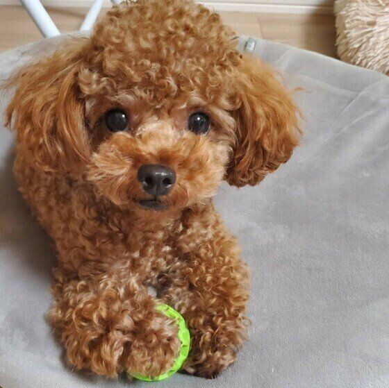 こちらをみつめるトイ・プードルのてんくん