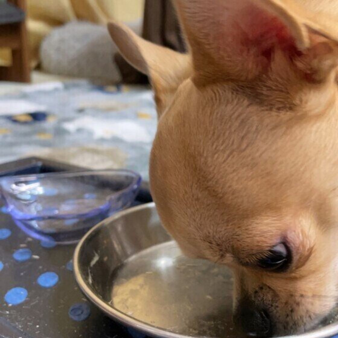 噛まずに飲み込んだり 犬の 早食い って大丈夫 体への影響や防止策を獣医師が解説 いぬのきもちweb Magazine 噛まずに飲み込んだり 犬の 早食い って大丈夫 体への影響や防止策を獣医師が解説 いぬのきもちweb Magazine