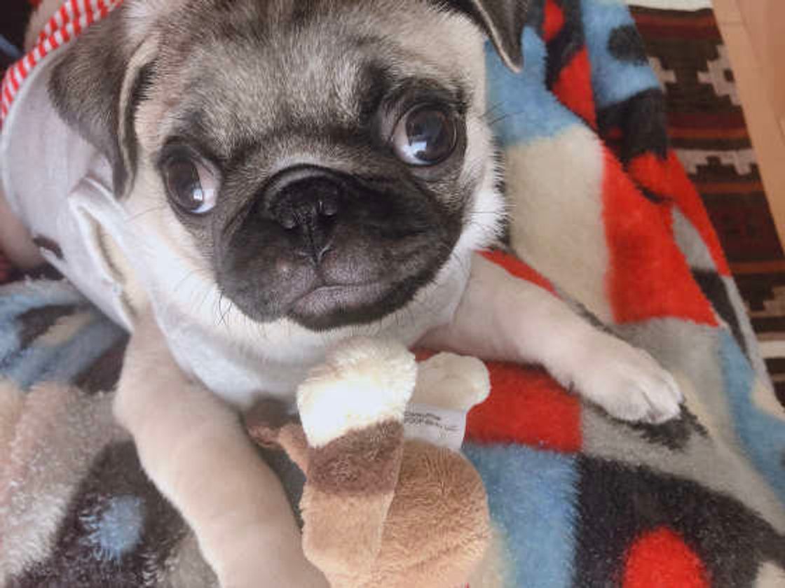 犬がおもちゃをくわえてくるのは何のアピール カワイイ画像まとめも いぬのきもちweb Magazine 犬がおもちゃをくわえてくるのは何のアピール カワイイ画像まとめも いぬのきもちweb Magazine