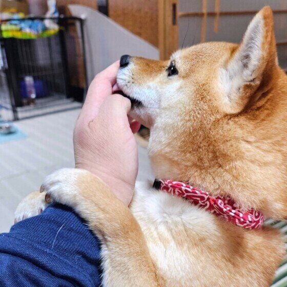 チュパチュパと飼い主の指吸いをする犬のきもち 人の指をおしゃぶりするのはなぜ？ いぬのきもち