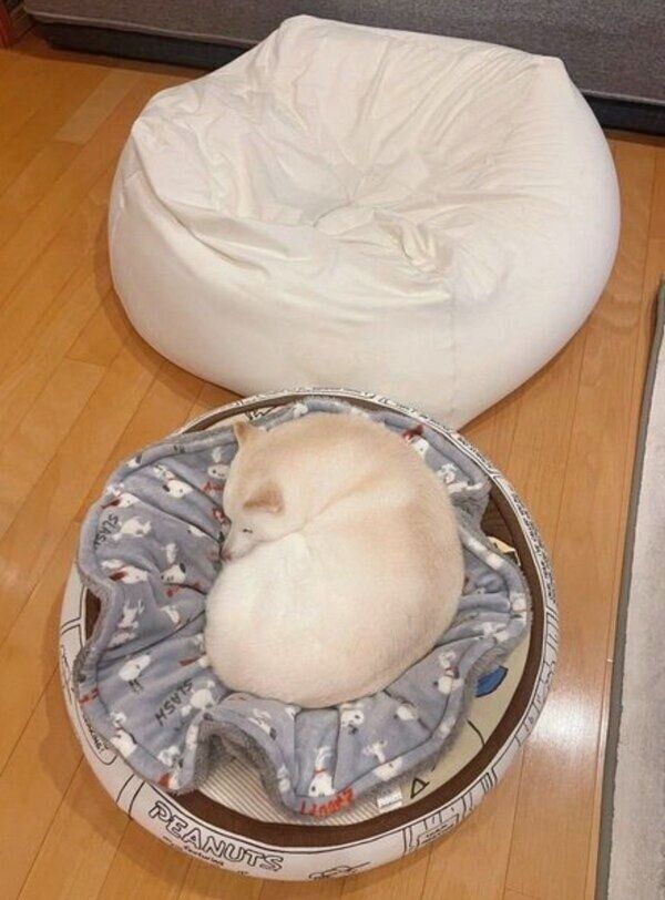 別のクッションで眠るゆきちゃん