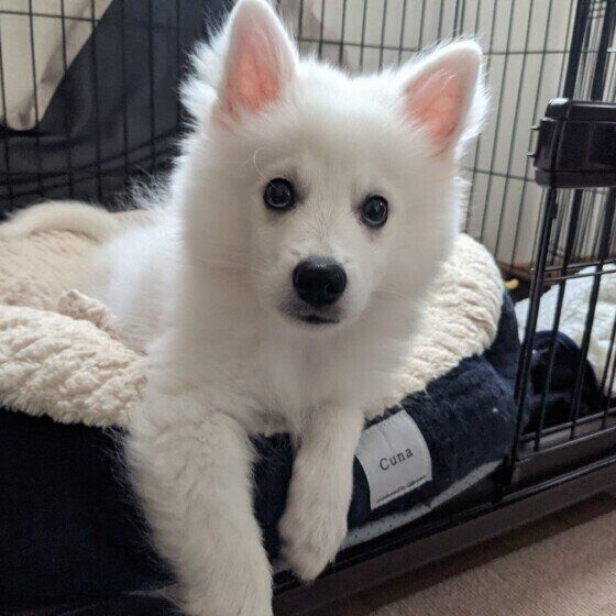 くつろぐ日本スピッツ