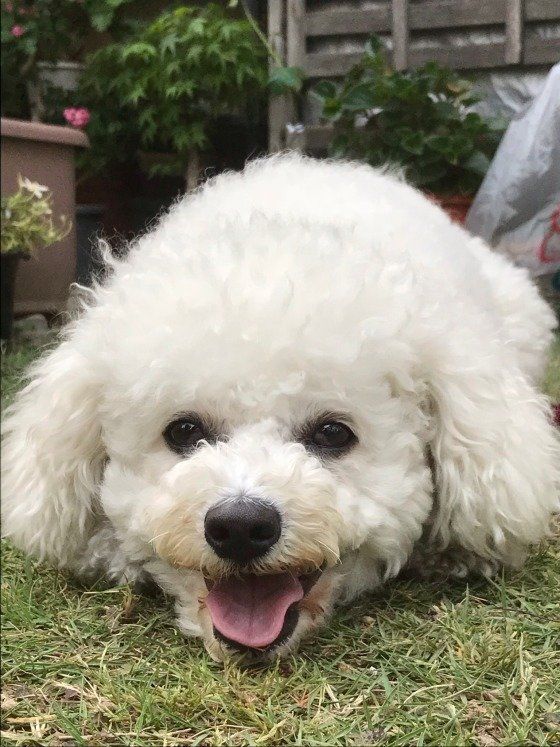 可愛いビションフリーゼ