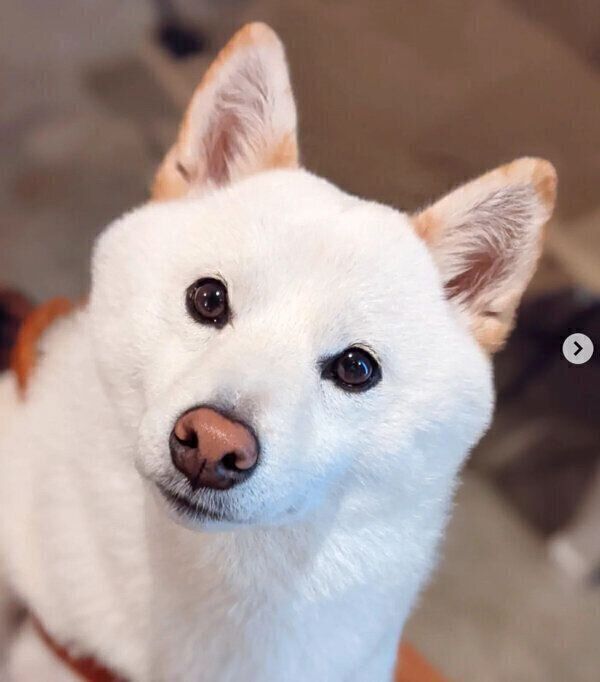 見つめるシロちゃん