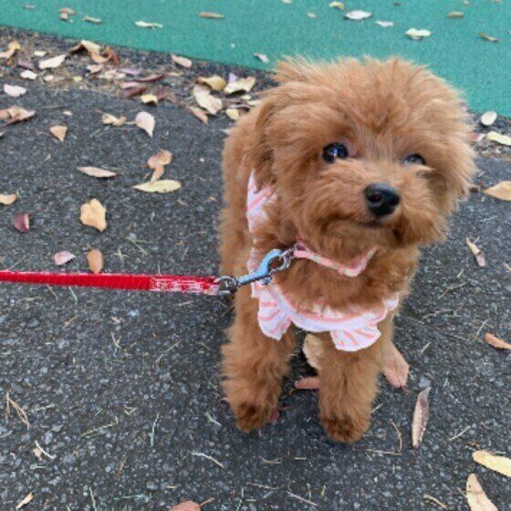 トイ・プードル