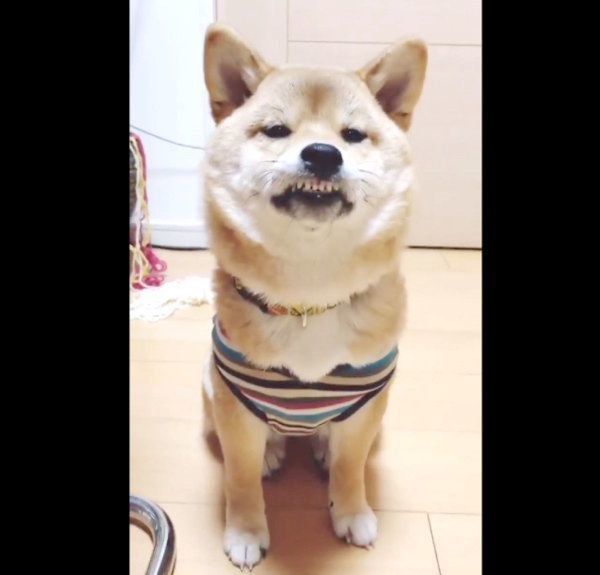 100点の変顔 顔芸w 得意気におもしろ顔を披露する犬 その理由に爆笑 いぬのきもちweb Magazine