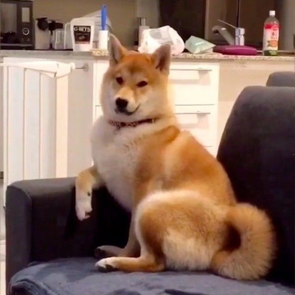 人間座りワンコ