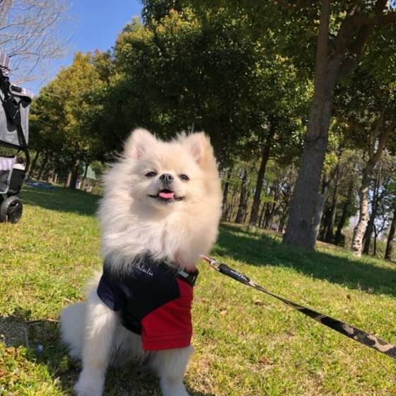 お散歩するポメラニアン