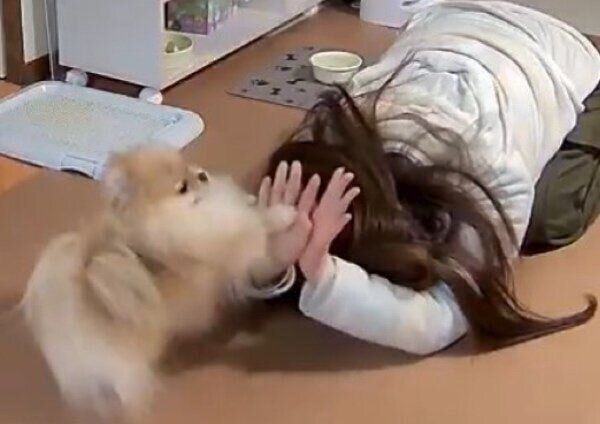 土下座する飼い主さんと戯れるなごみちゃん