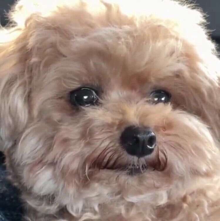 帰宅する車内で撮影したモカちゃん