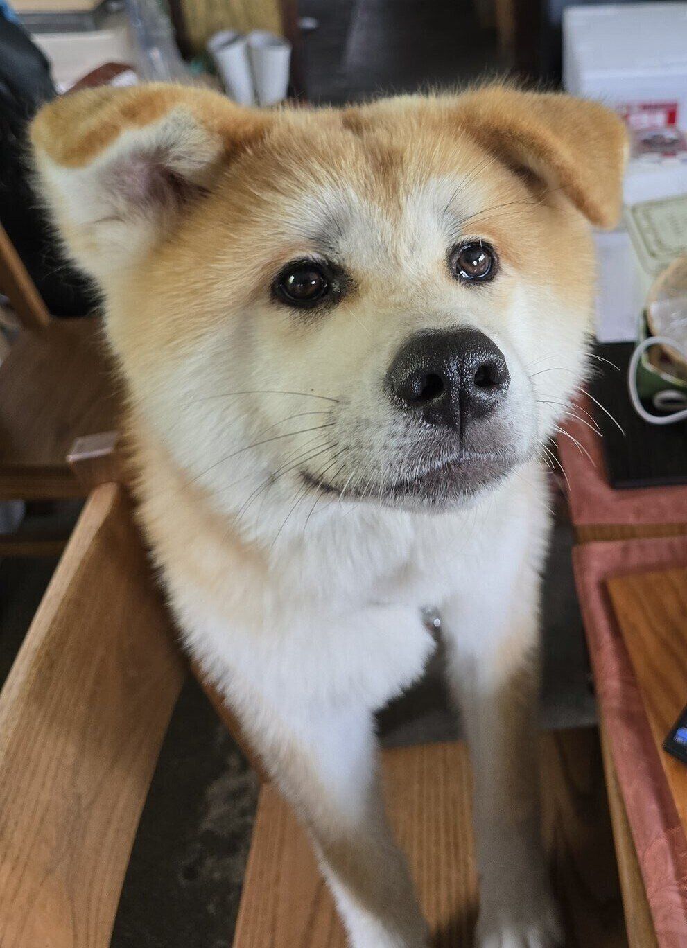 1才前の丸姫ちゃんの様子　つぶらな瞳が愛らしい