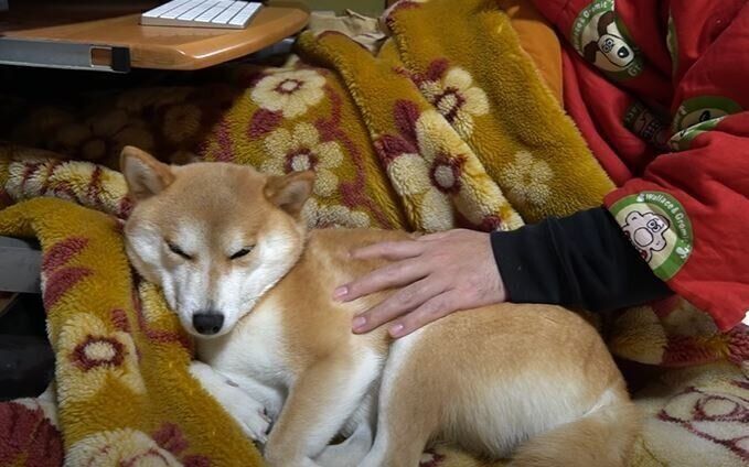 柴犬　ハナちゃん