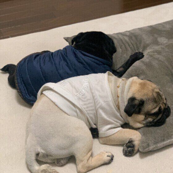 パグのたろいもくん